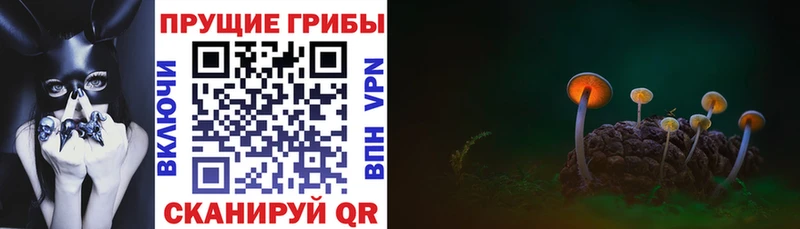 blacksprut ссылка  Вязники  Псилоцибиновые грибы Cubensis 